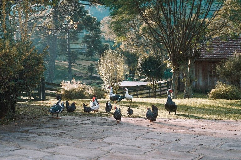 Casa histórica vista campo com banheira em Gramado