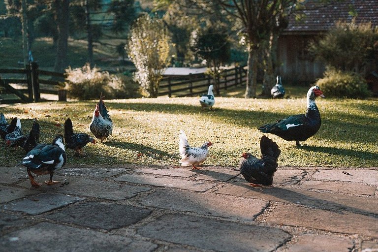 Casa histórica vista campo com banheira em Gramado
