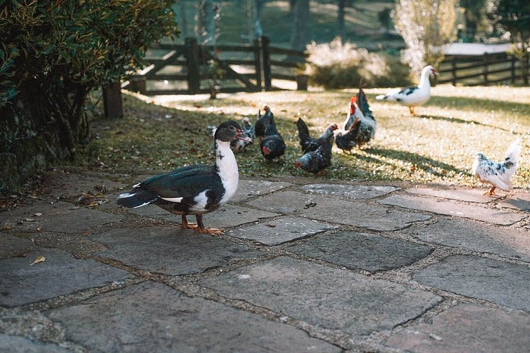 Casa histórica vista campo com banheira em Gramado