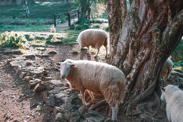 Casa histórica vista campo com banheira em Gramado