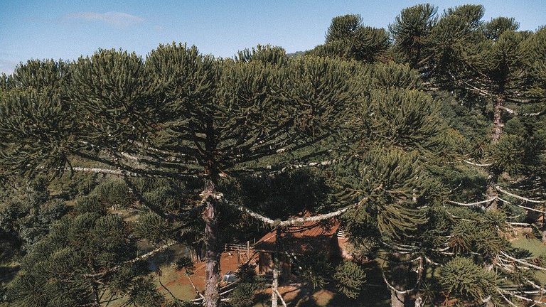 Casa histórica vista campo com banheira em Gramado
