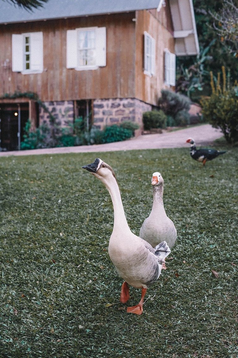 Casa histórica vista campo com banheira em Gramado