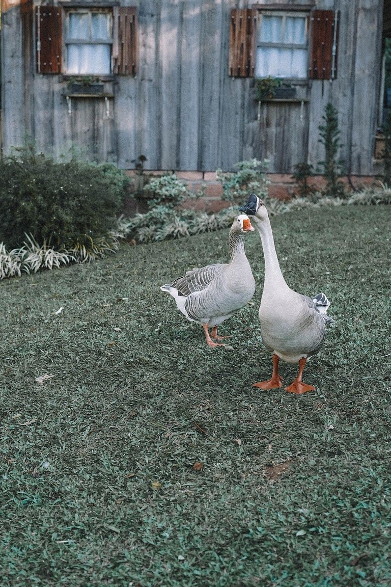Casa histórica vista campo com banheira em Gramado