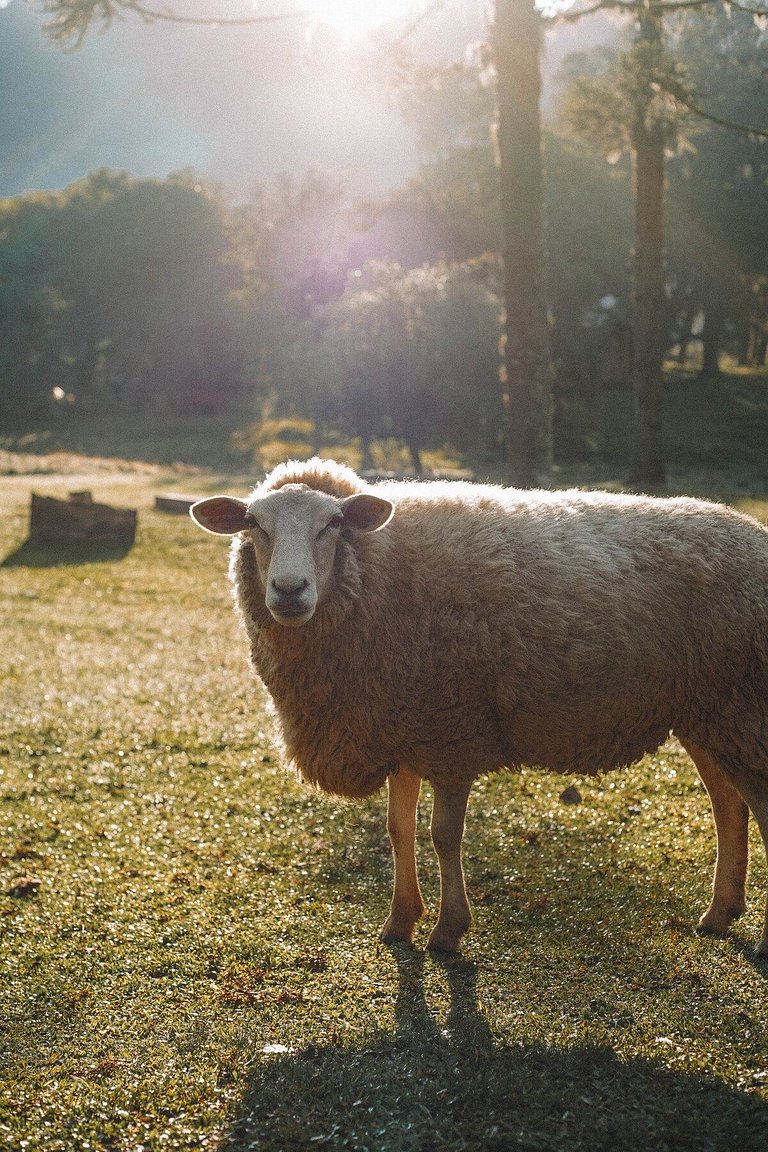 Casa histórica vista campo com banheira em Gramado