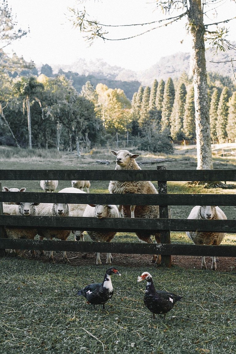 Casa histórica vista campo com banheira em Gramado