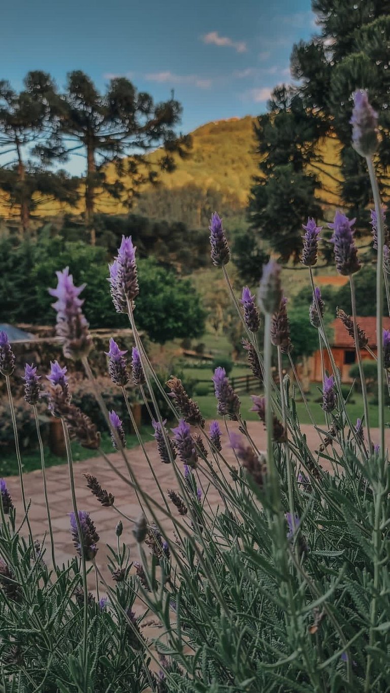 Casa histórica vista Vinhedo e lareira Gramado
