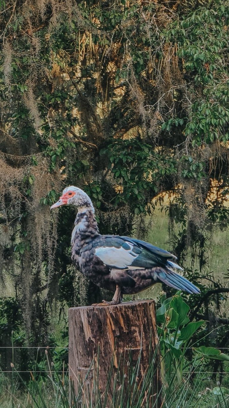 Casa histórica vista Vinhedo e lareira Gramado