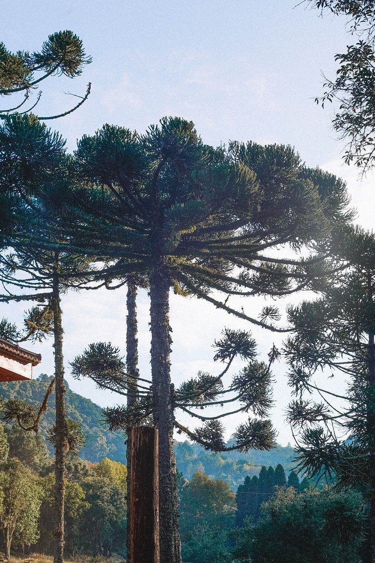 Casa histórica vista Vinhedo e lareira Gramado